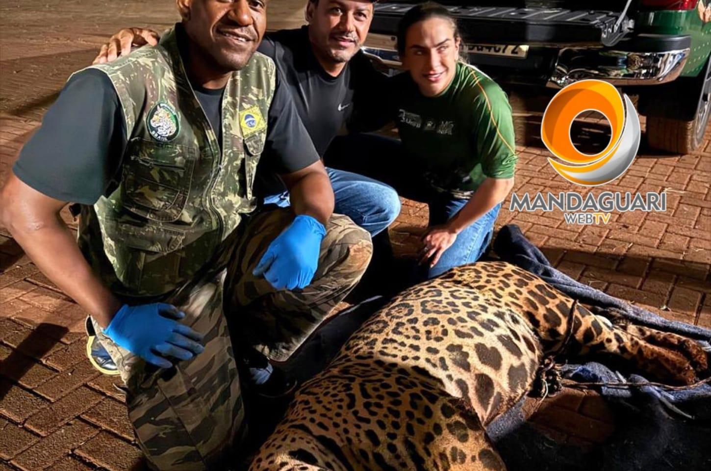 Onça-pintada é capturada durante a madrugada em empresa de Mandaguari
