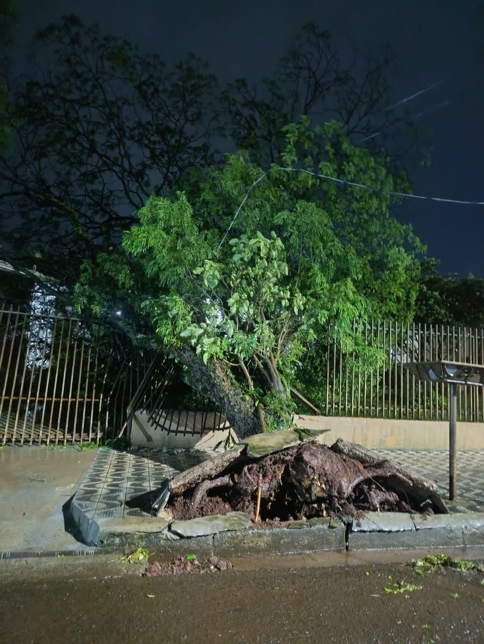 Árvore cai sobre portão de residência durante forte chuva em Mandaguari