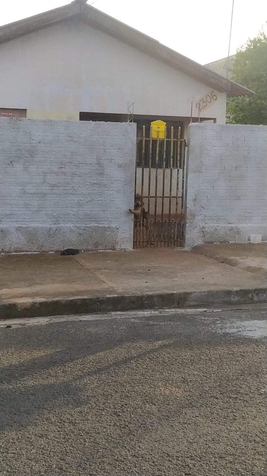 foto do cao