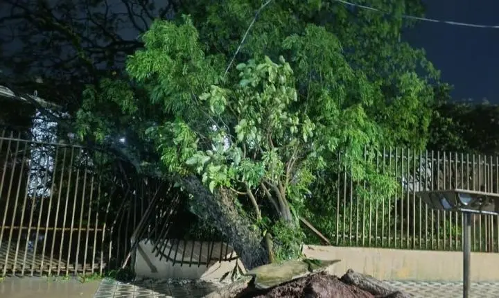 Árvore cai sobre portão de residência durante forte chuva em Mandaguari