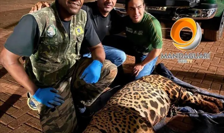Onça-pintada é capturada durante a madrugada em empresa de Mandaguari